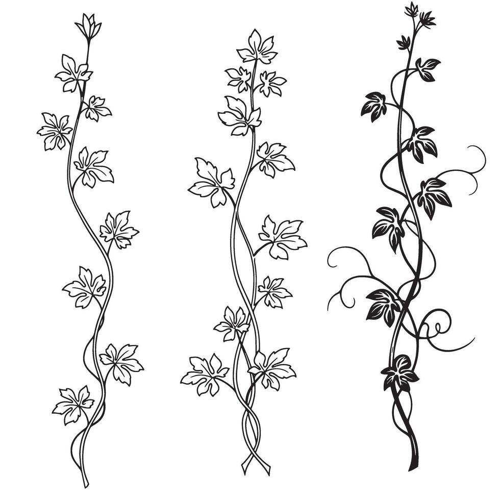 Elegant illustration of decorative climbing vine plant silhouette designs vector
