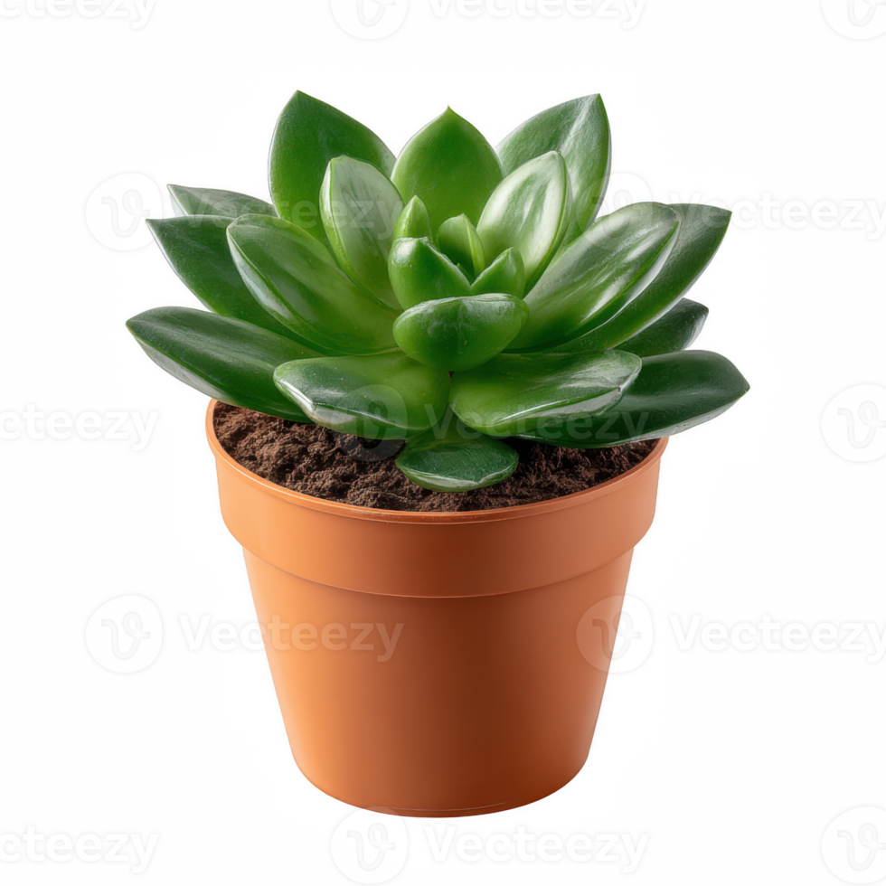 A vibrant succulent plant in a brown terracotta pot. The lush green leaves create a striking contrast against the earthy soil, perfect for adding a touch of nature to any space. png