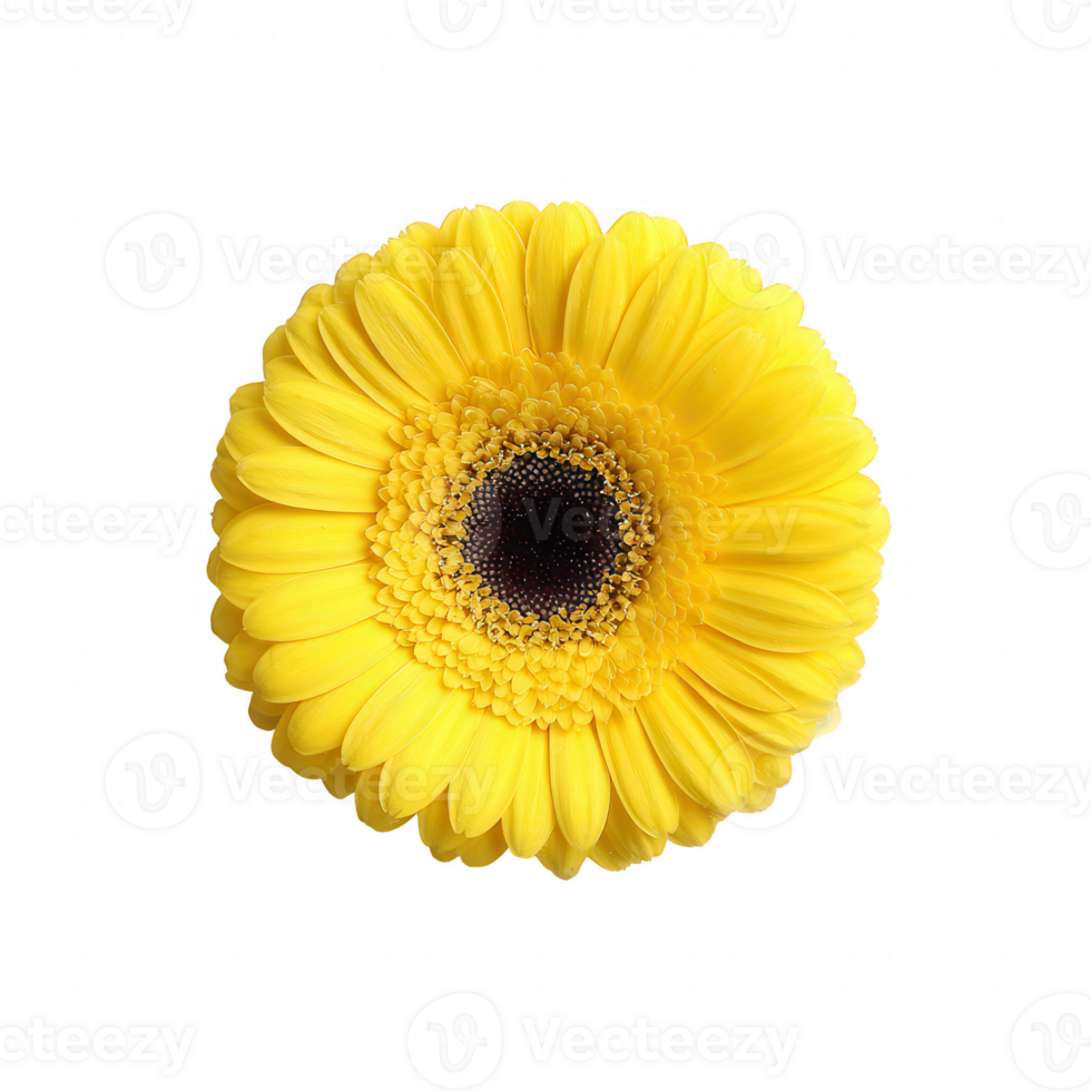A vibrant yellow gerbera daisy with intricate petal details, showcasing its stunning bloom against a clean background, perfect for floral arrangements and nature-themed projects. png