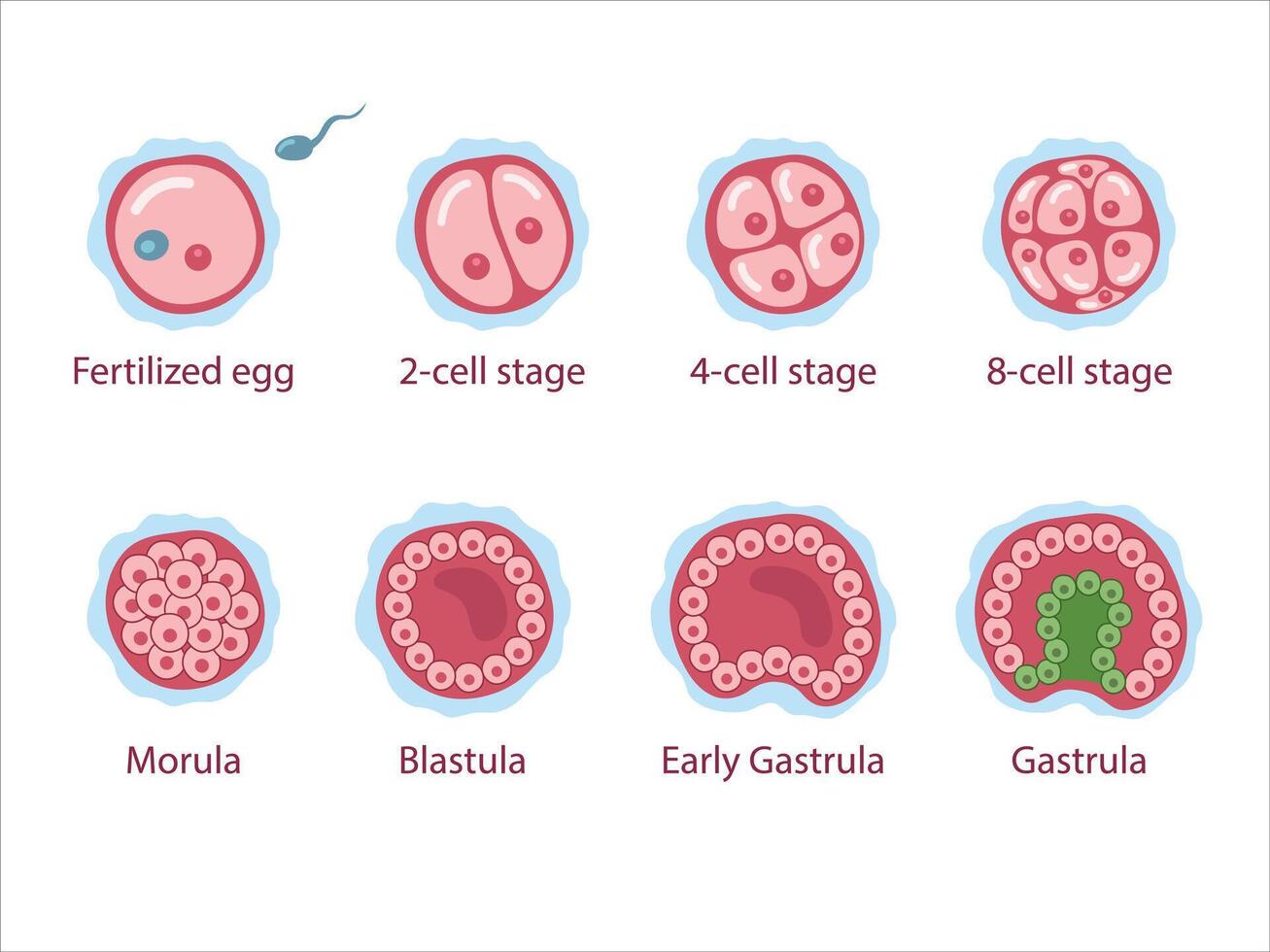 Stages of segmentation of a fertilized ovum. Human embryonic development. Zygote, 2-cell, 4-cell, 8-cell, morula, blastula, gastrula. medical vector