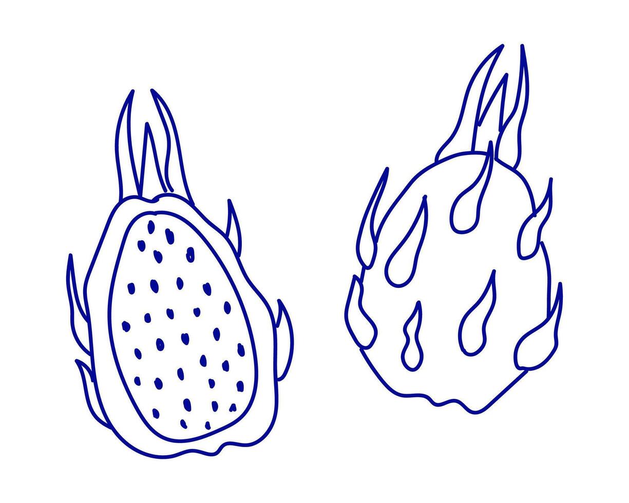 Unique illustrations of a dragon fruit split open showing the inner texture and outer spikes vector
