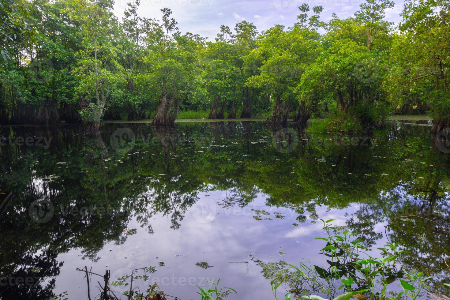 A pond surrounded by trees and vegetation photo