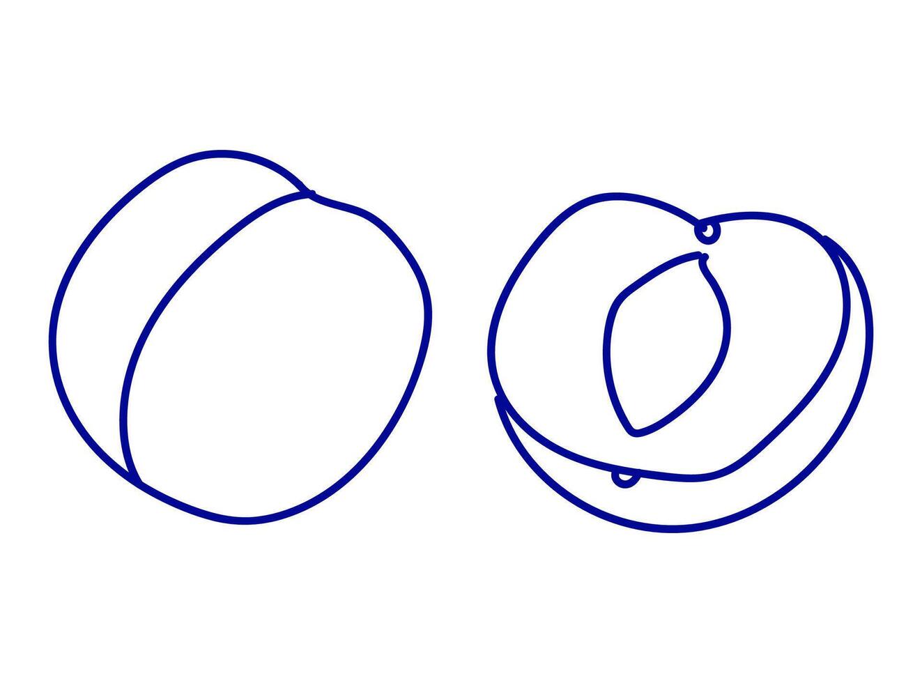 Two stylized sketches of a peach showing different perspectives on white background vector