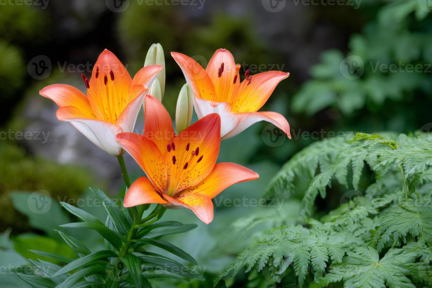 Orange Asiatic lilies blooming in a summer garden photo