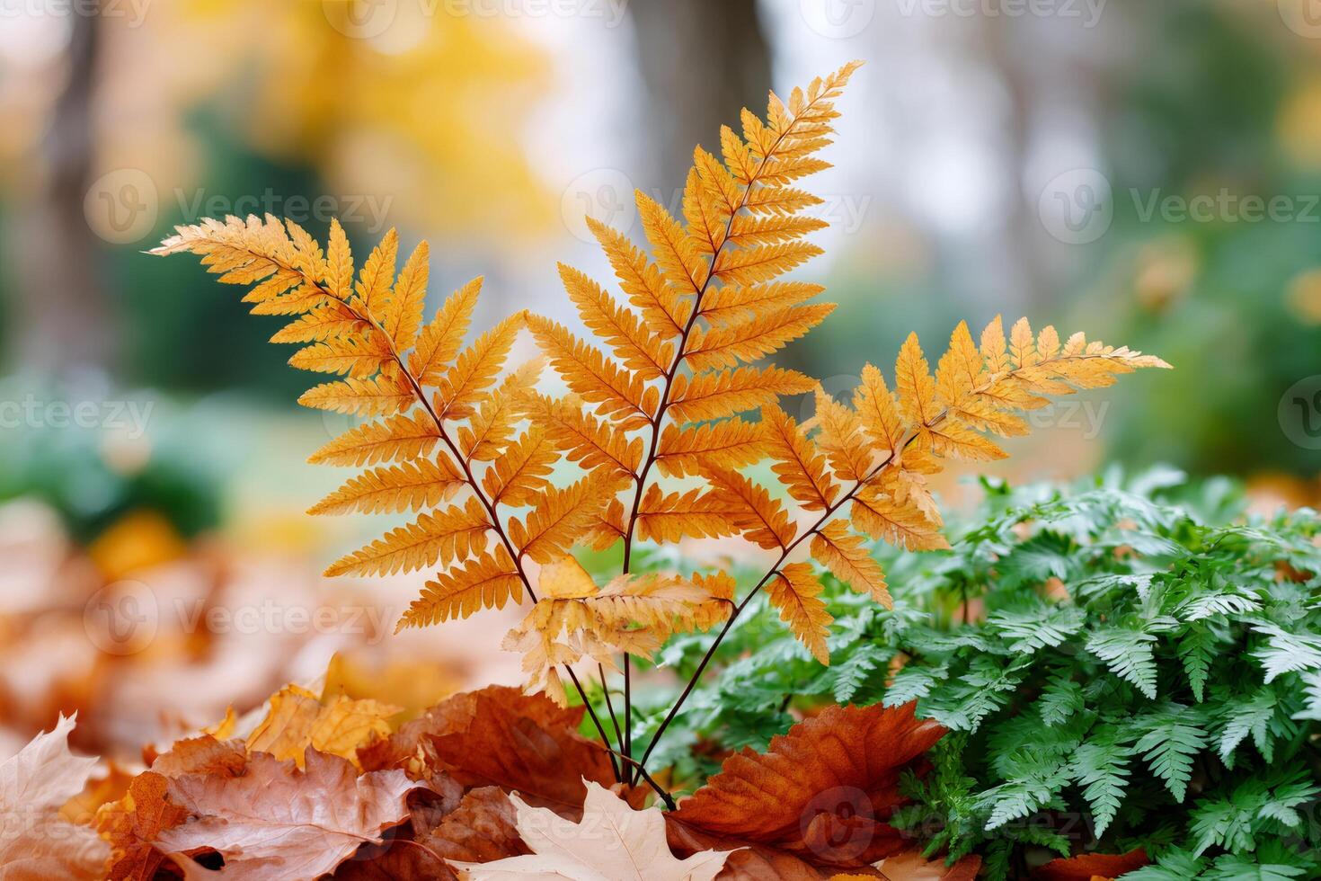 Golden fern leaves standing out in the autumn forest photo