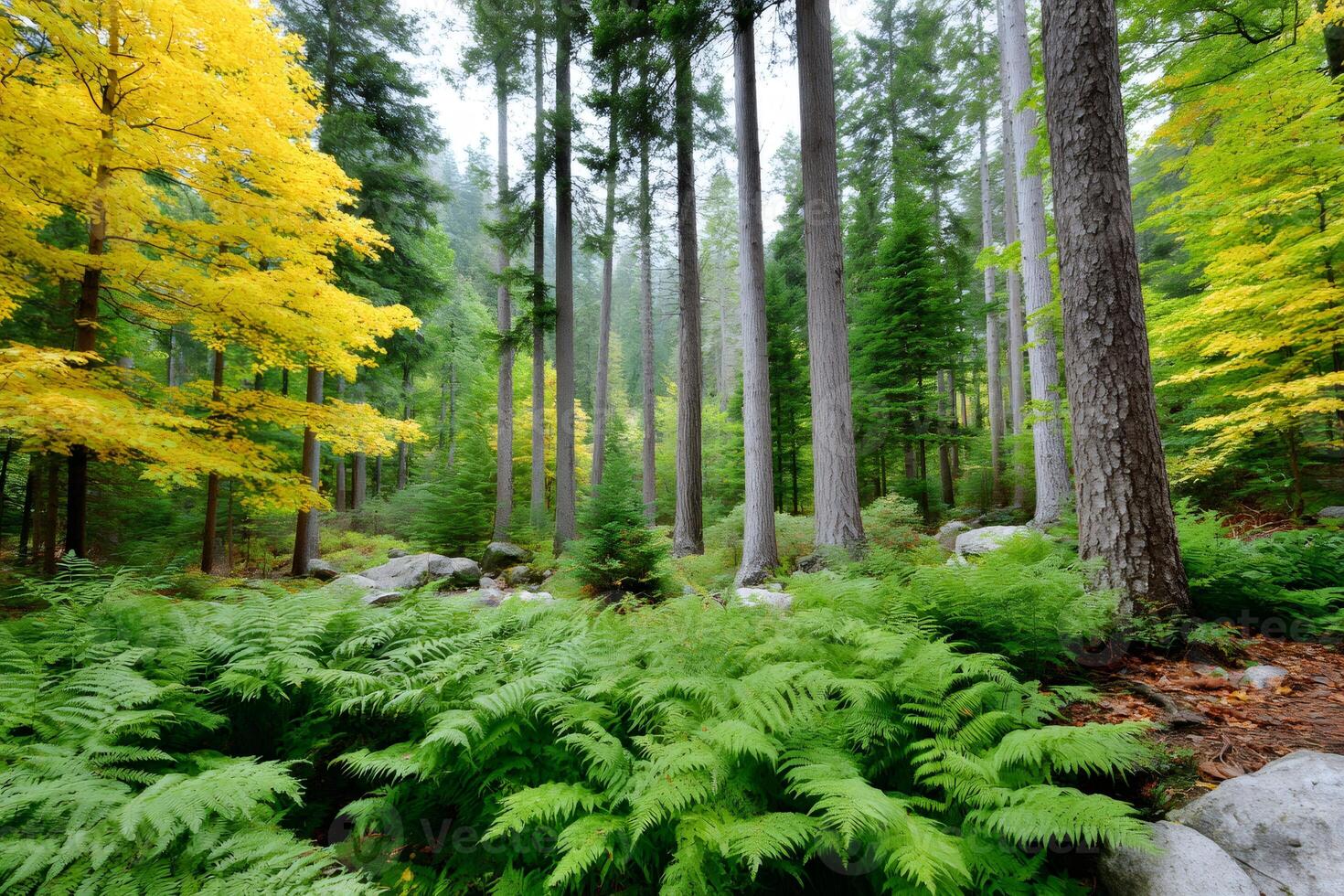 Ferns growing in the forest with autumn colors photo