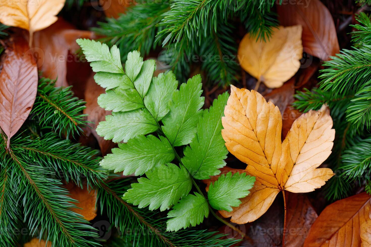 Green fern and dry leaves showing the change of seasons from summer to autumn photo