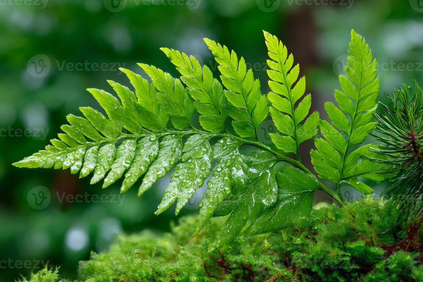 Bright green fern with water drops growing on mossy surface photo