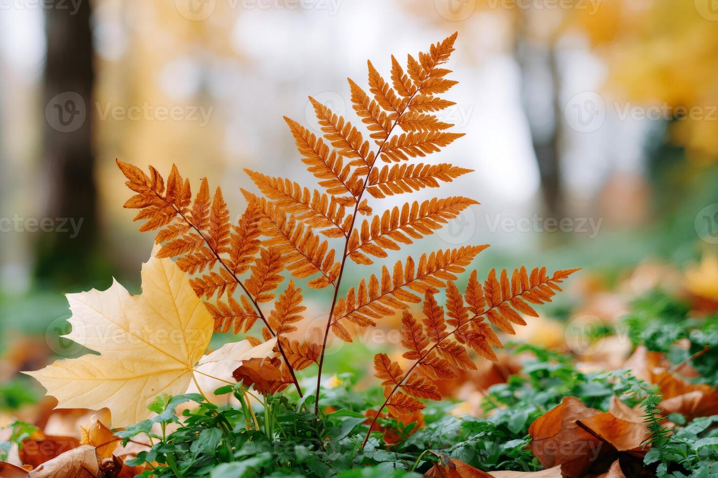 Orange fern leaves growing in the forest during autumn photo