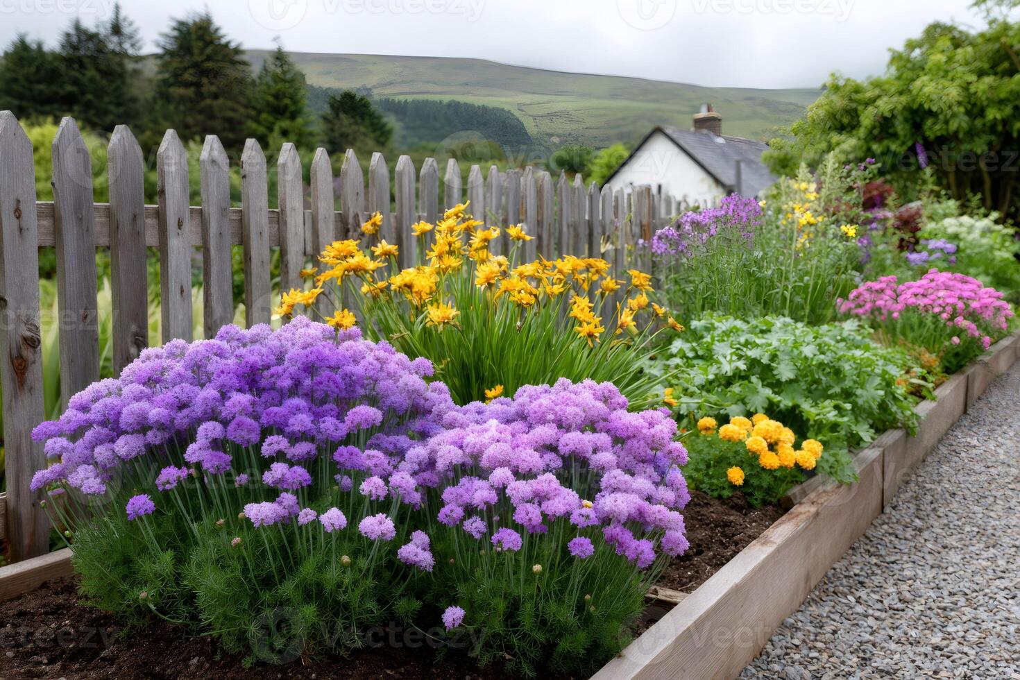 Purple and yellow flowers growing in a garden by a wooden fence photo