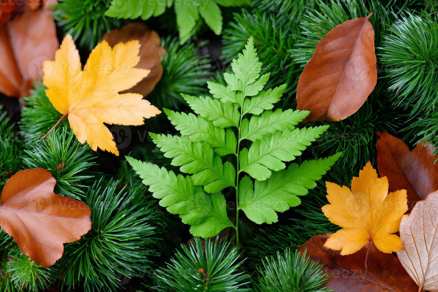 Green fern leaf growing among colorful autumn leaves and pine branches photo