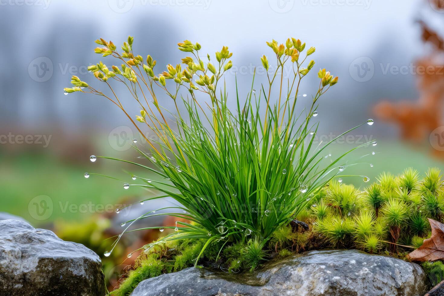 Lush green grass growing on a rock with water drops after the rain photo