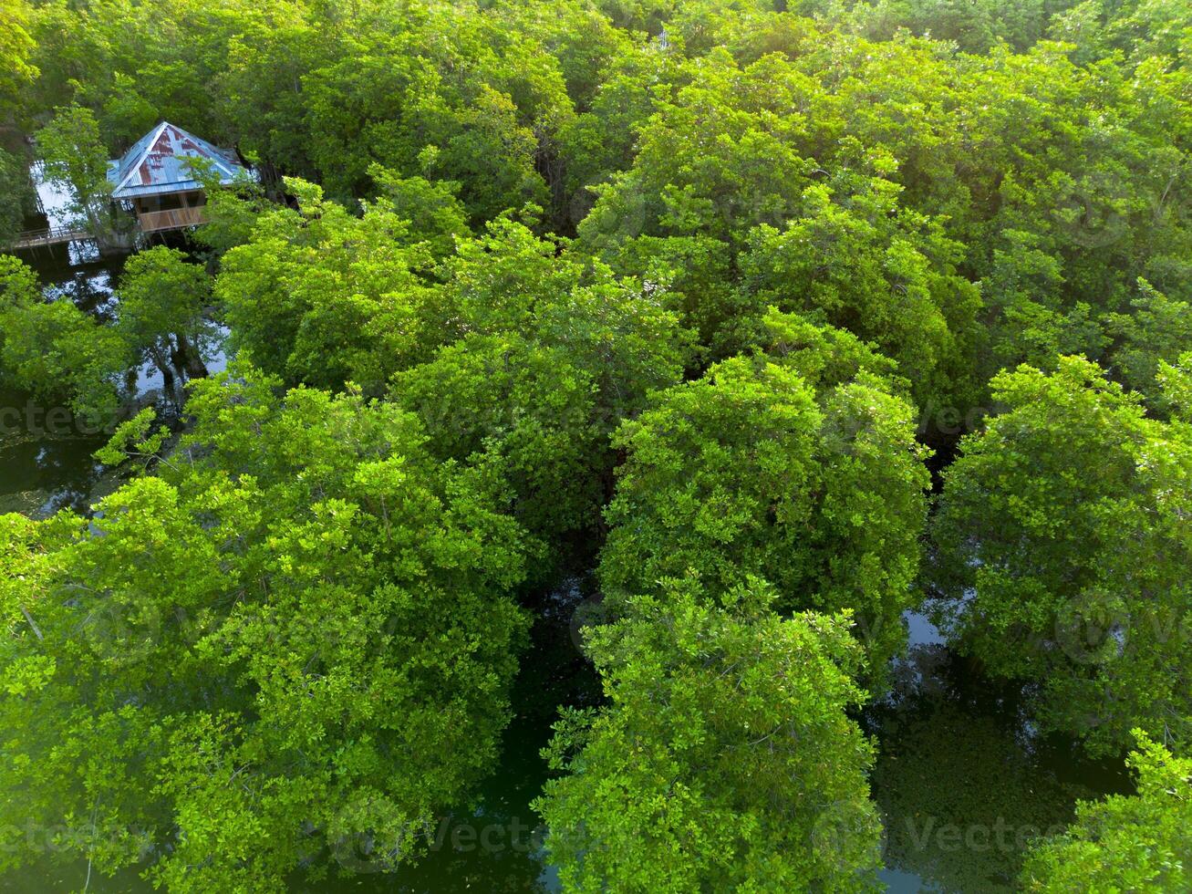 An aerial view of a house in a forest photo