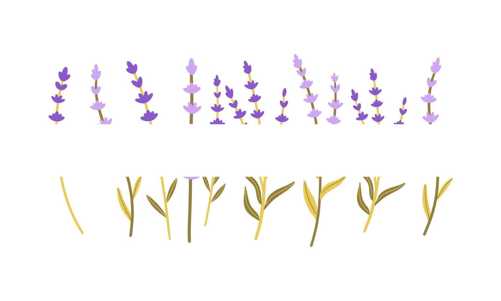 Frame of fresh flowers of purple lavender on white background. Hand drawn flat illustration . Perfect for decorative greeting or invitation card, logo or wedding design . vector