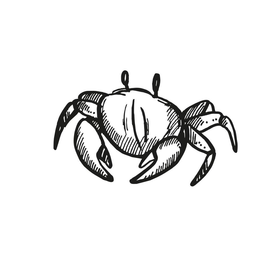 hand drawn crab, wild life of seabed, crustaceans animal under sea, ocean, black and white illustration inhabitants of aquariums, seabed and coast sand for marine decoration vector