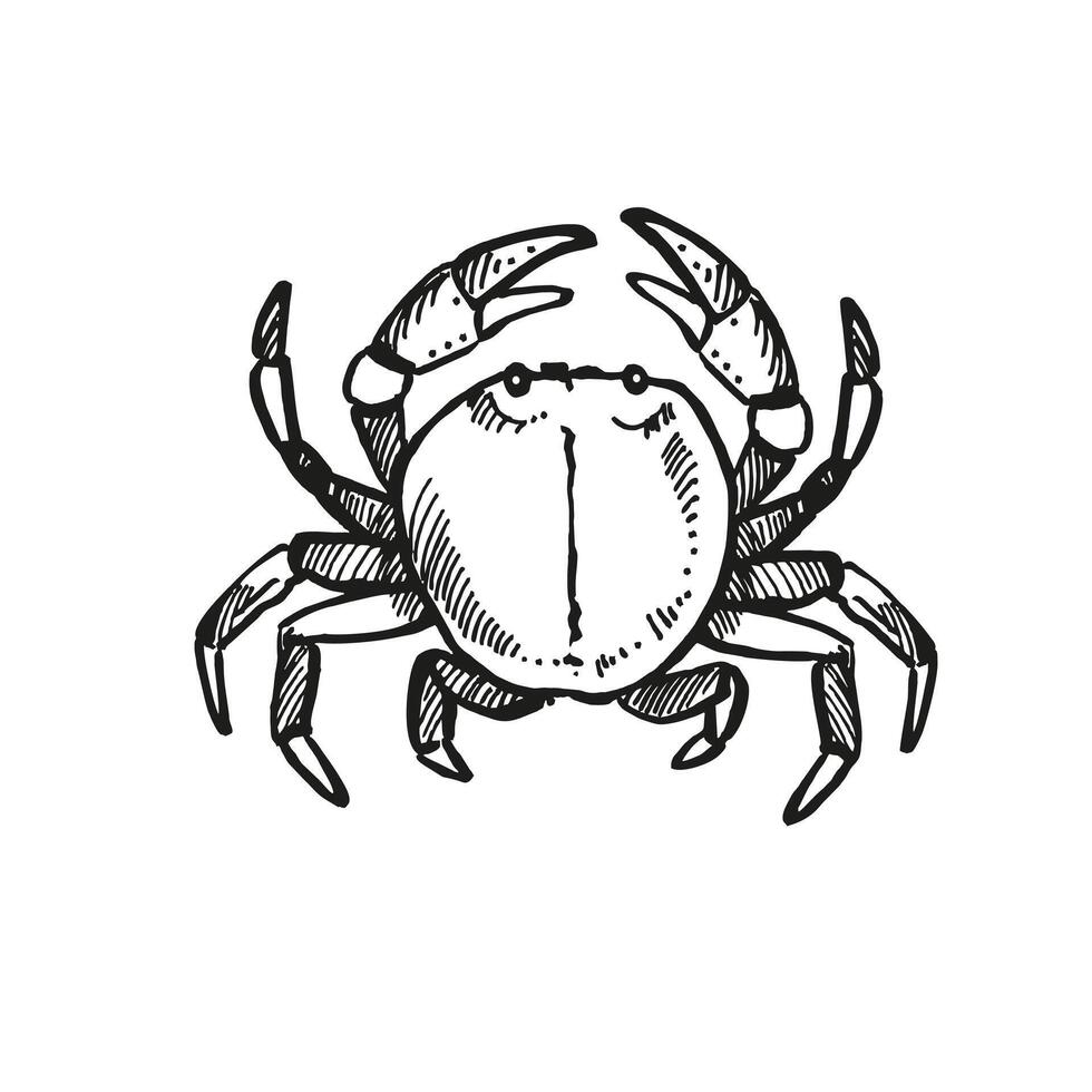 hand drawn crab with claws up, wild life of seabed, crustaceans animal under sea, ocean, black and white illustration inhabitants of aquariums, seabed and coast sand for marine decoration vector