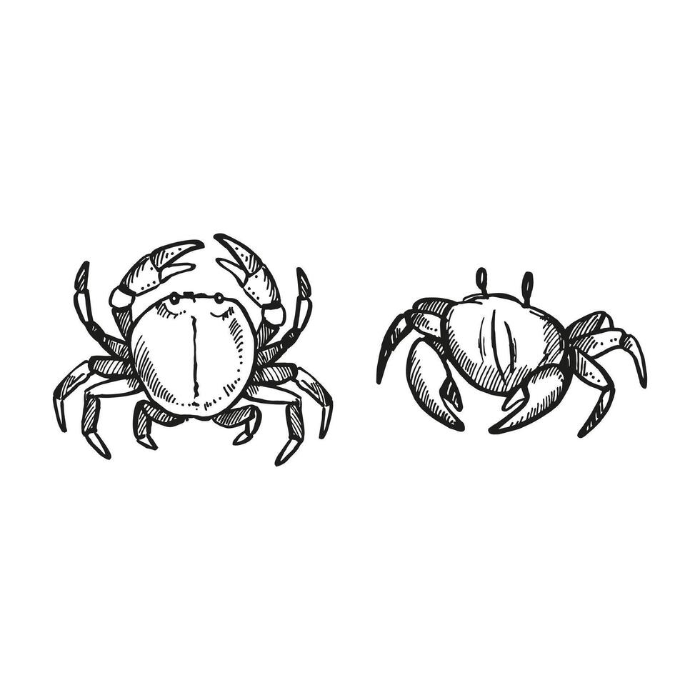 hand drawn two various crabs, wild life of seabed, set of crustaceans animal under sea, ocean, black and white illustration inhabitants of aquariums, seabed and coast sand for marine decoration vector