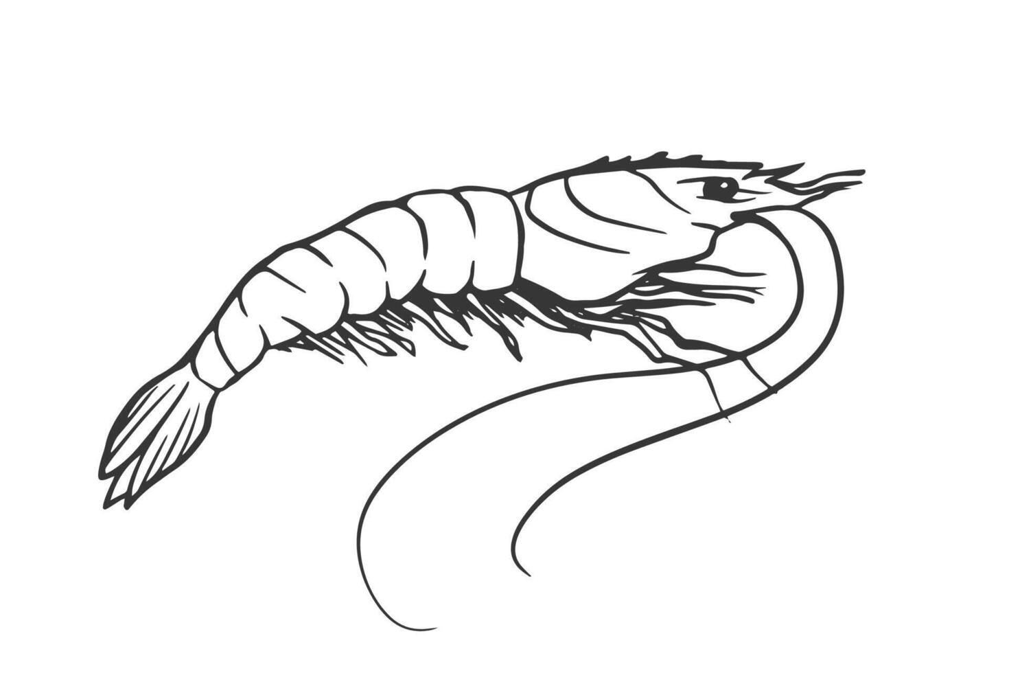 shrimp line art graphic illustration. for seafood menus, marine branding, packaging, logos, web icons and culinary designs. vector