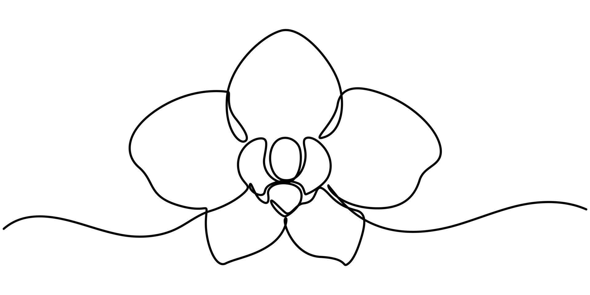 Continuous one single minimal line drawing Orchid flower vector