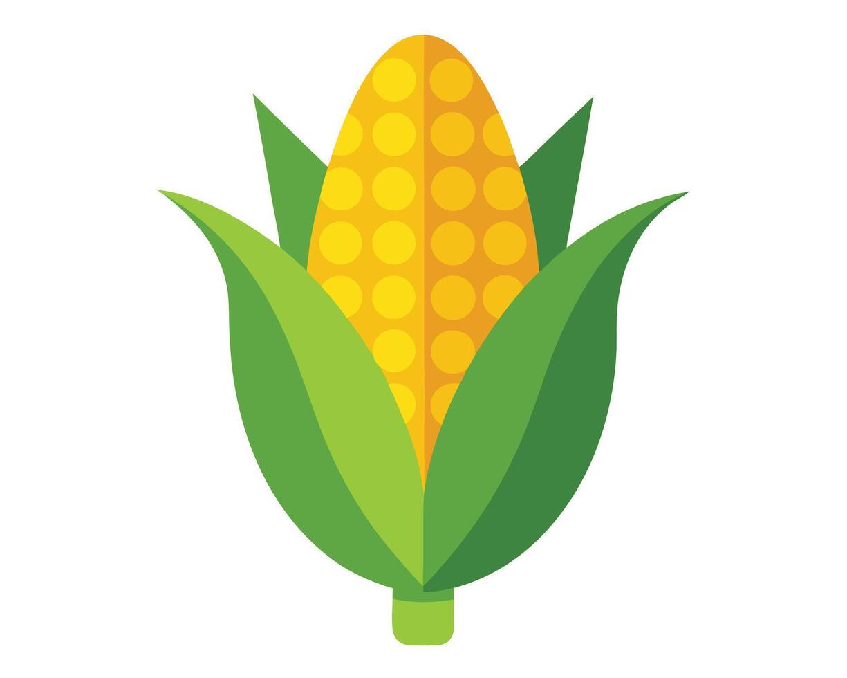 Stylized Corn on the Cob with Green Husks on White Background vector