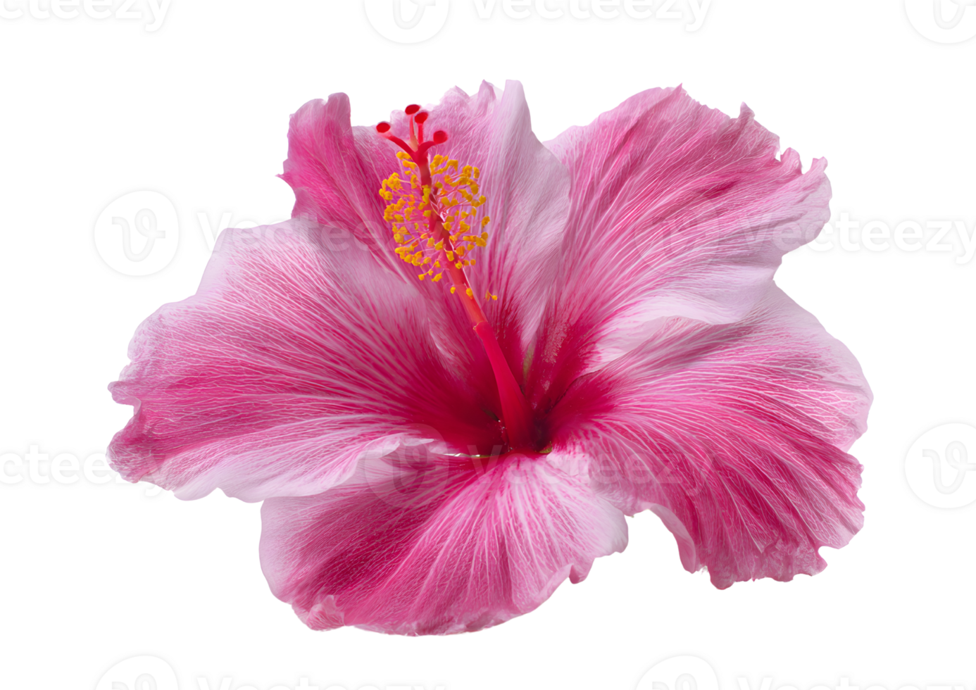 Elegant Hibiscus flower , transparent, isolated against a clean background, perfect for floral designs and creative projects. png