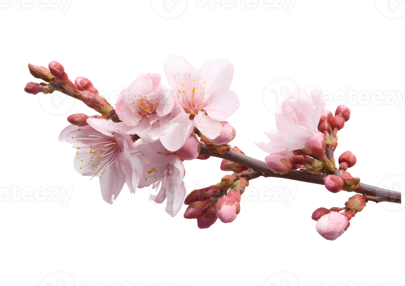 Charming Cherry Blossom flower , transparent, isolated against a clean background, perfect for floral designs and creative projects. png