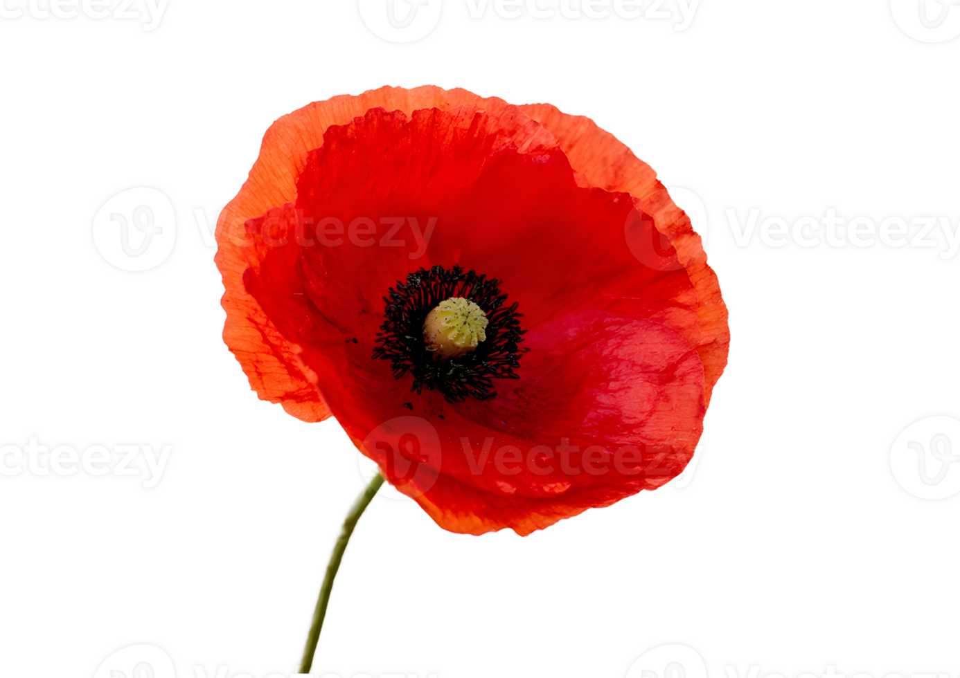 Striking Red Poppy flower , transparent, isolated to showcase its vibrant petals and delicate structure for stunning visual displays. png