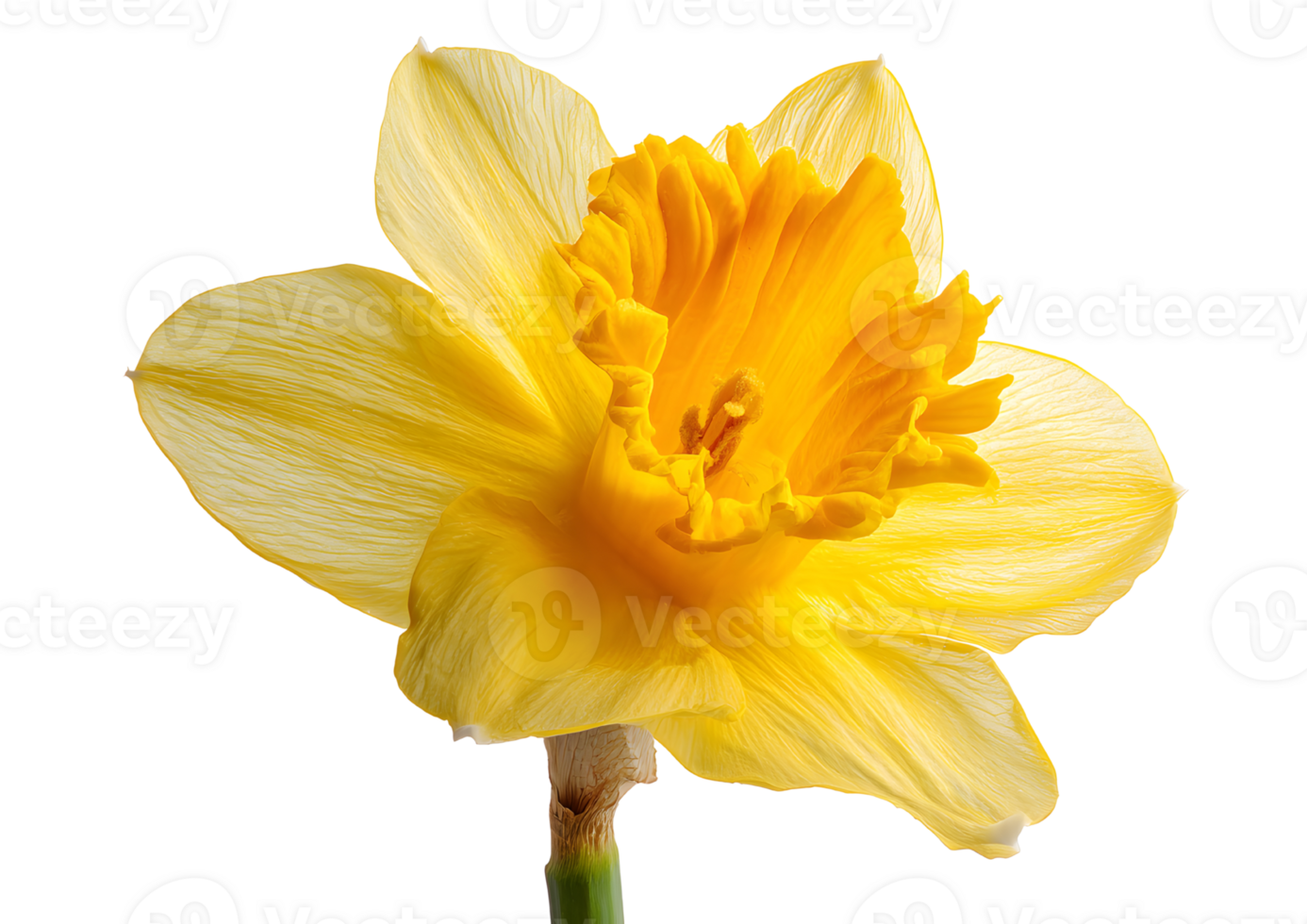 Bright Daffodil flower , transparent, isolated to showcase its cheerful yellow blooms and trumpet shape for stunning visual displays. png
