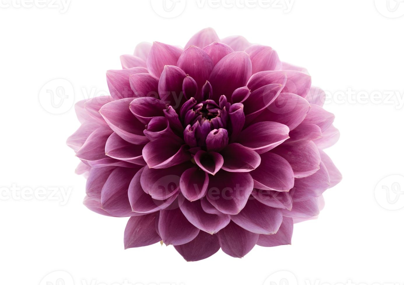 Elegant Dahlia flower , transparent, isolated against a clean background, perfect for floral designs and creative projects. png