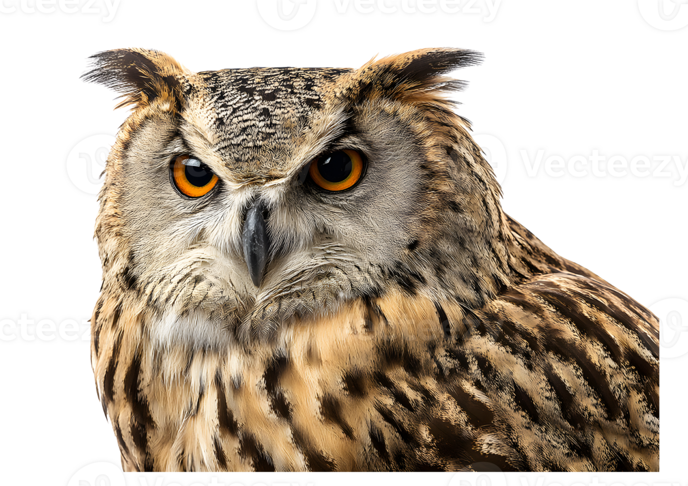 Owl isolate transparent illustration for nocturnal themes png