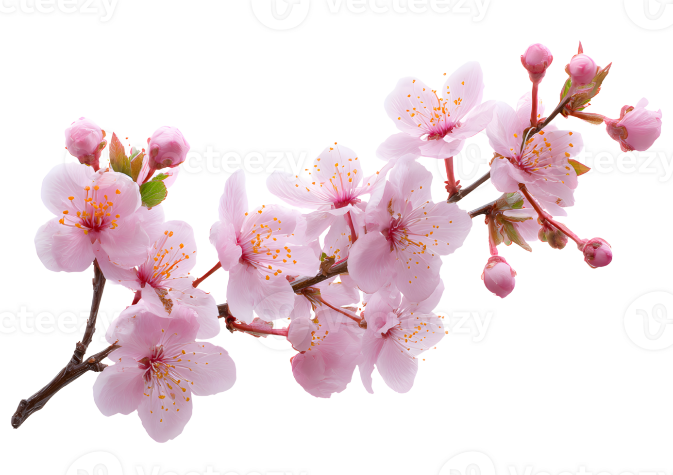 Lovely Cherry Blossom flower , transparent, isolated to highlight its exquisite petals and graceful form, perfect for elegant visual presentations. png