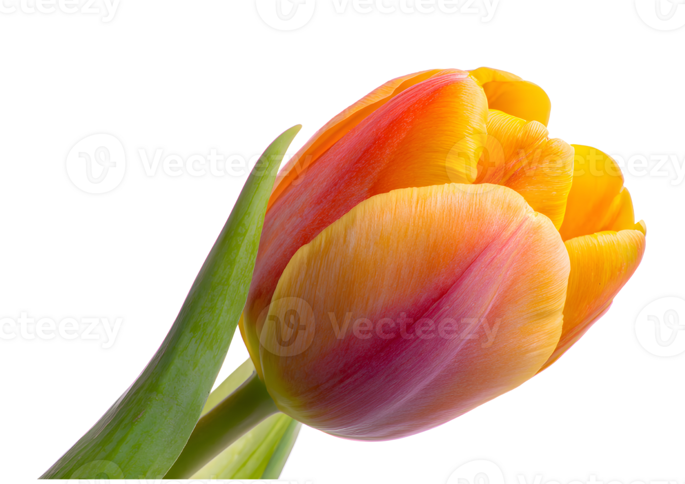 Charming Tulip flower , transparent, isolated against a clean background, perfect for floral designs and creative projects. png