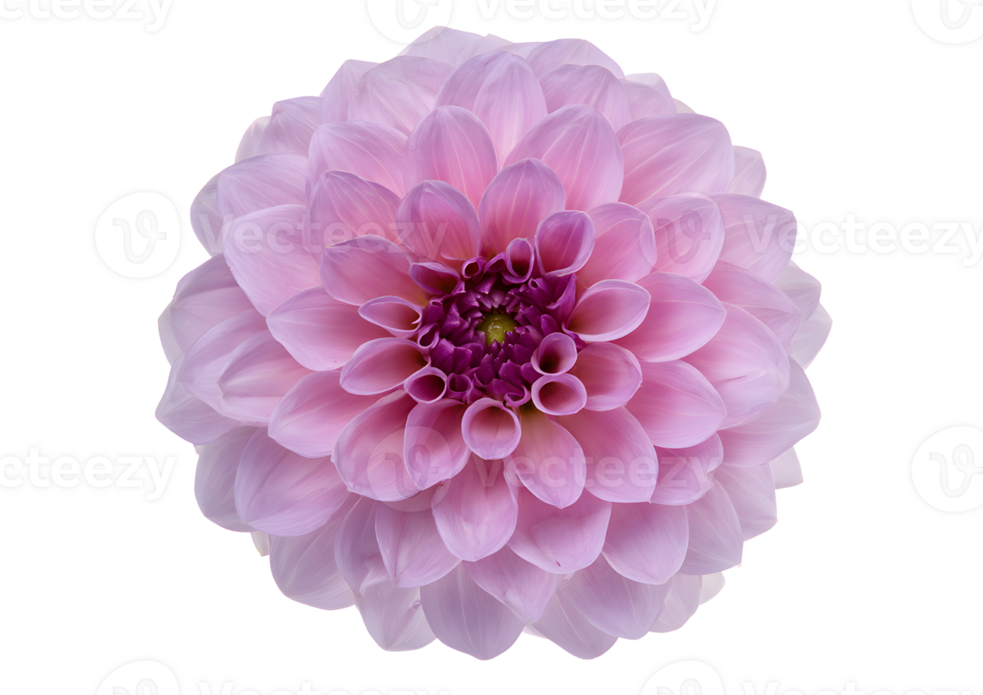 Stunning Dahlia flower , transparent, isolated to highlight its intricate layers and vibrant colors for beautiful visual displays. png