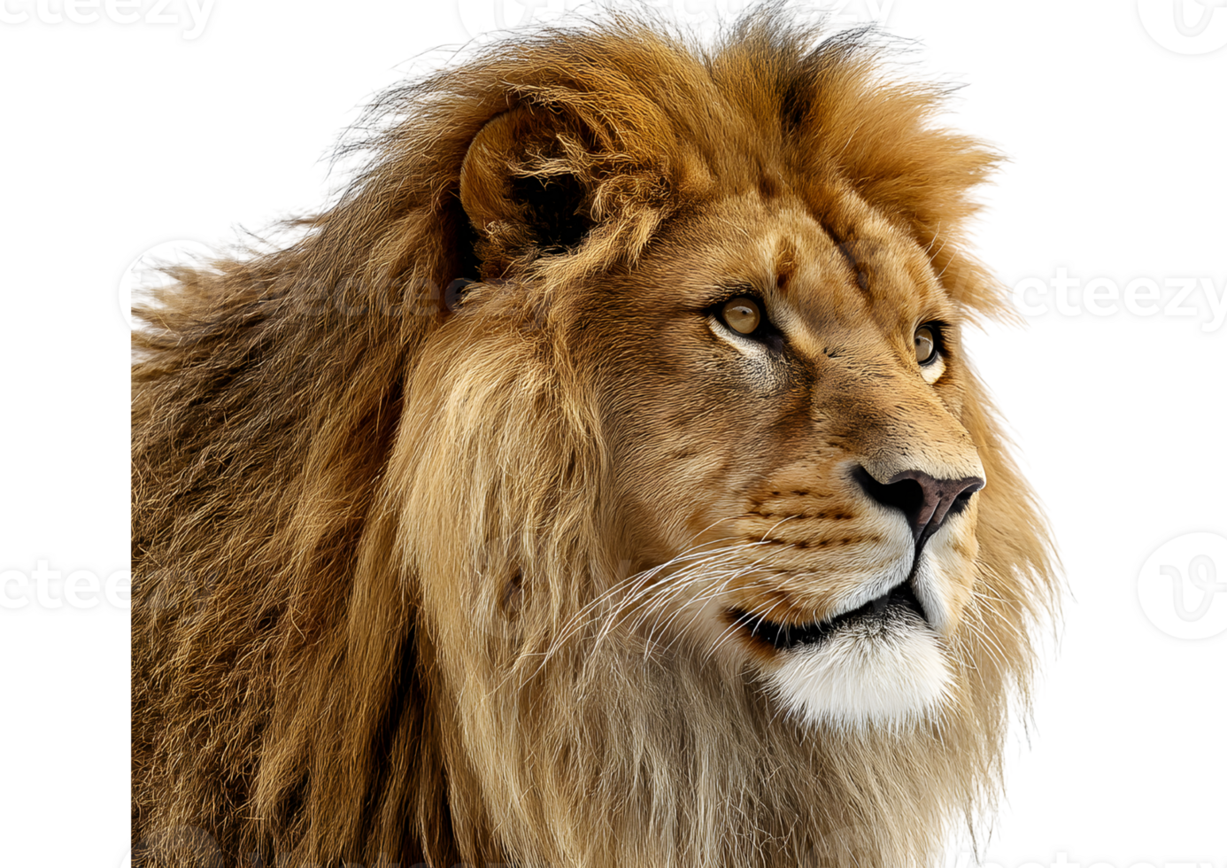 Lion isolate on transparent background in format majestic wild animal with powerful mane png