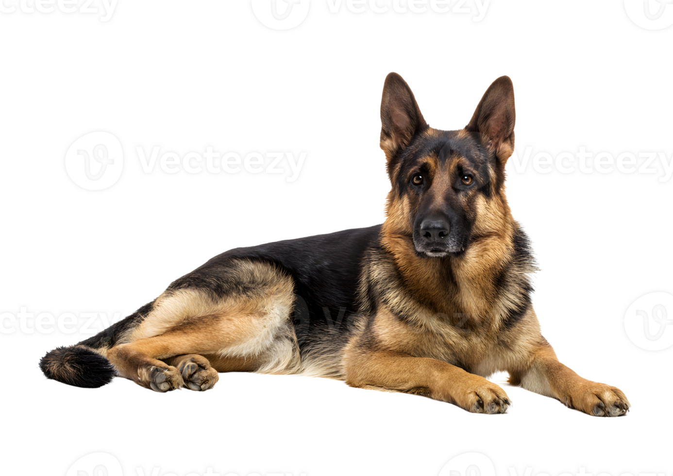 Regal German Shepherd dog transparent isolated image highlighting its noble features and dignified character. png