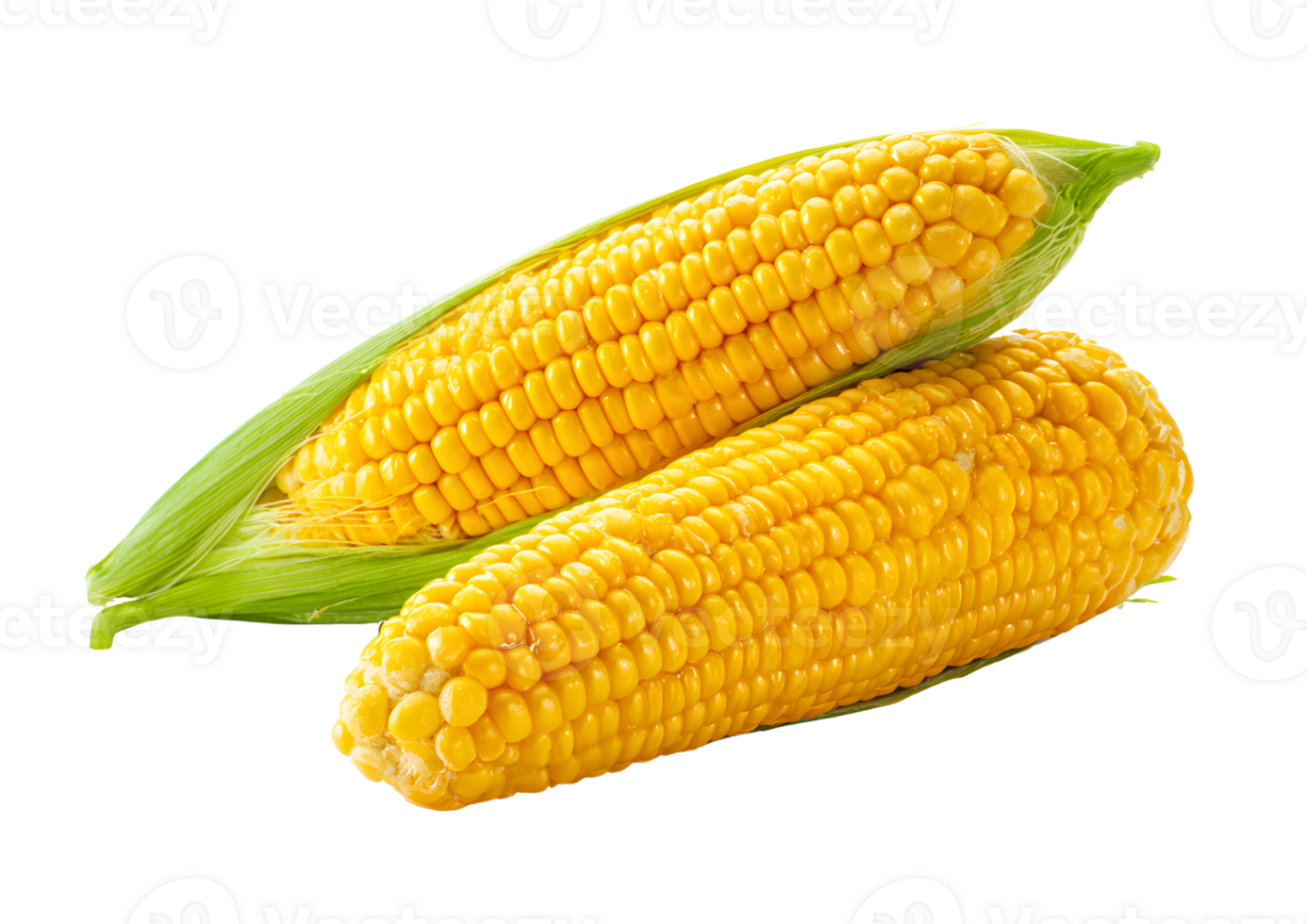 Detailed corn graphic with transparent background in format showcasing organic farming and nutrition. png
