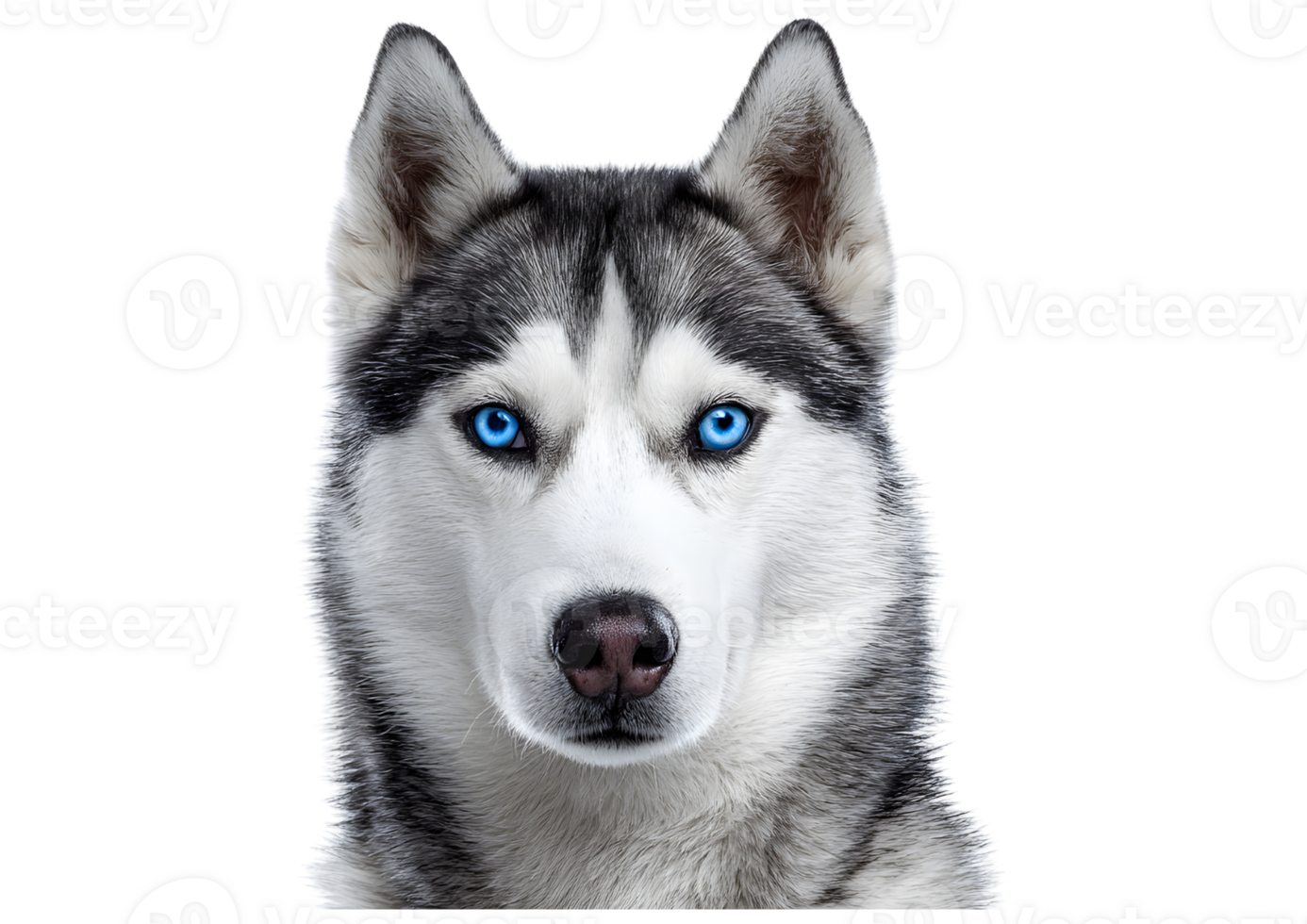 Stunning Siberian Husky dog transparent isolated image showcasing its striking blue eyes and athletic build. png