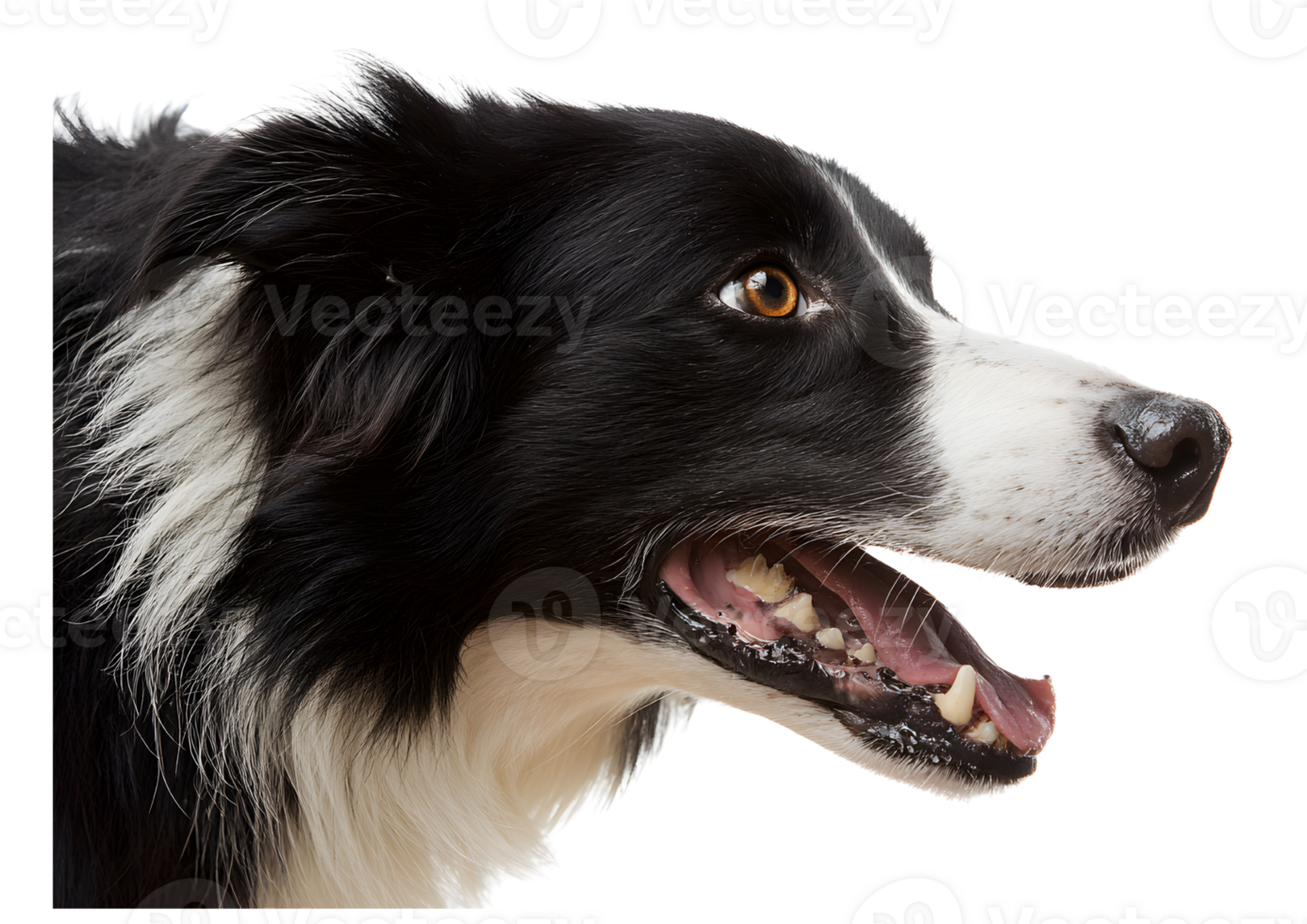 Intelligent Border Collie dog transparent isolated image displaying its agility and charm. png