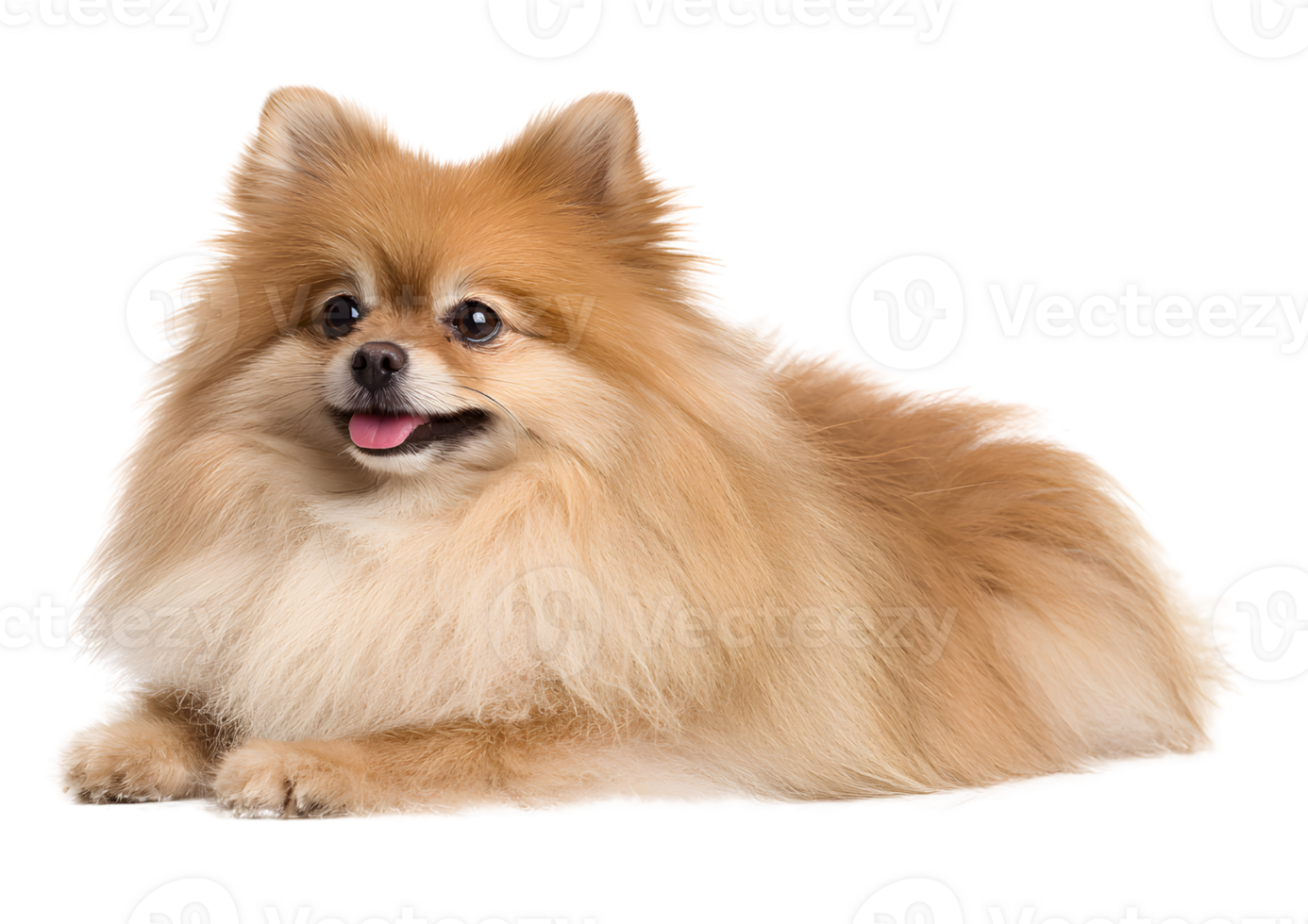 Fluffy Pomeranian dog transparent isolated image showcasing its playful nature and vibrant personality. png