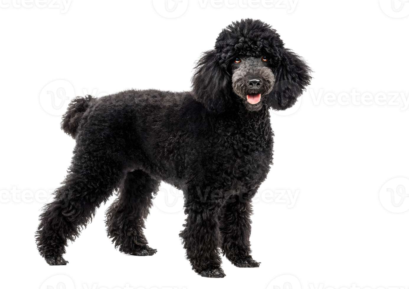 Charming Poodle dog transparent isolated image highlighting its fluffy coat and cheerful personality. png