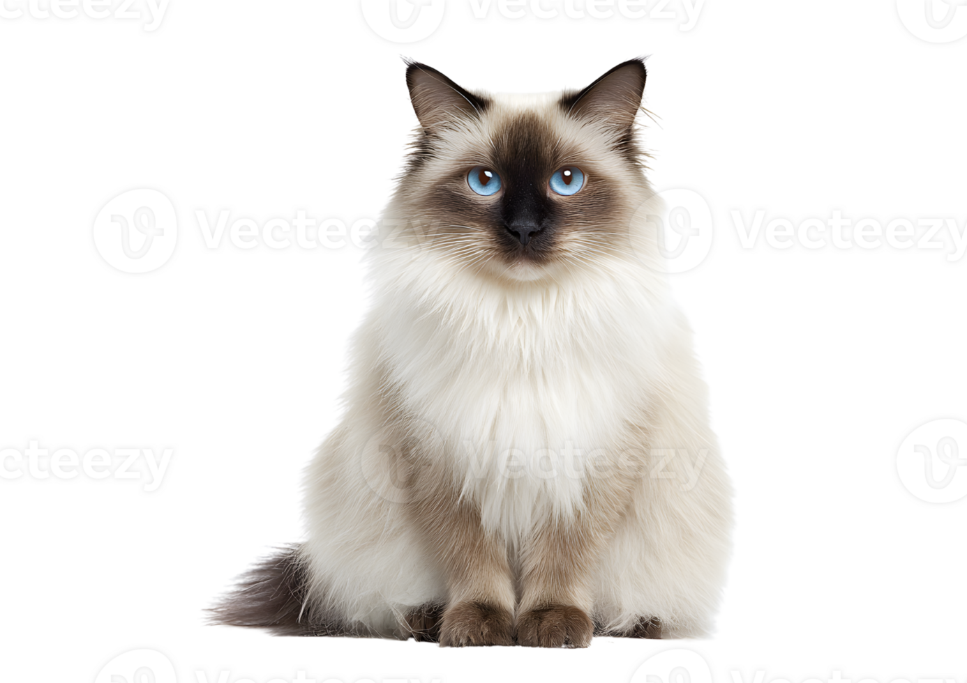 Charming Birman cat on a transparent background highlighting its graceful appearance and affectionate nature. png