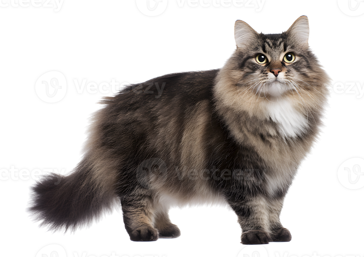 Siberian cat on a transparent background showcasing its luxurious fur and sturdy build. png