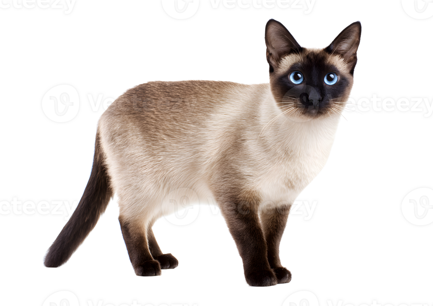 Charming Siamese cat on a transparent background emphasizing its beautiful coat and expressive face. png
