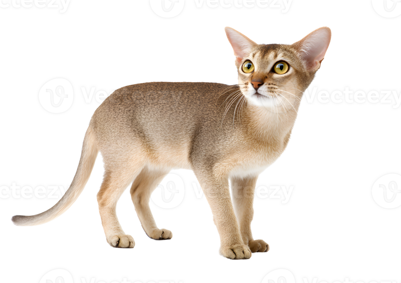 Charming Singapura cat on a transparent background highlighting its playful nature and elegance. png