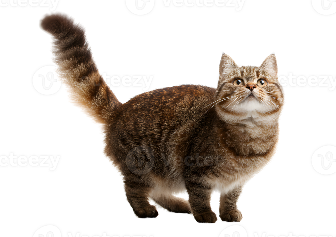 Charming Manx cat on a transparent background highlighting its rounded features and joyful personality. png