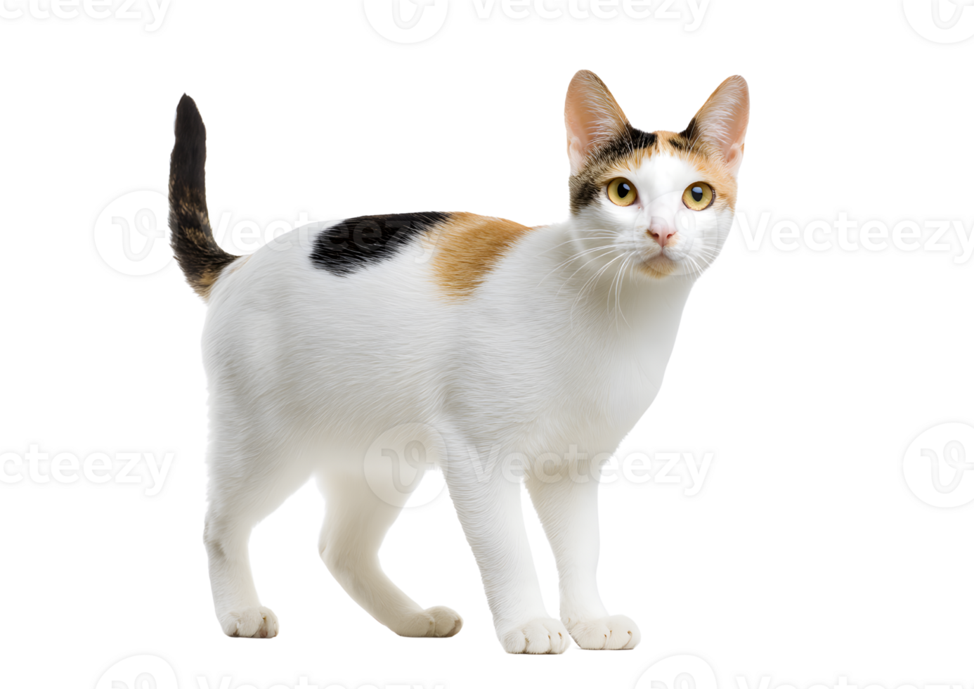 Japanese Bobtail cat on a transparent background showcasing its distinctive bobbed tail and playful demeanor. png