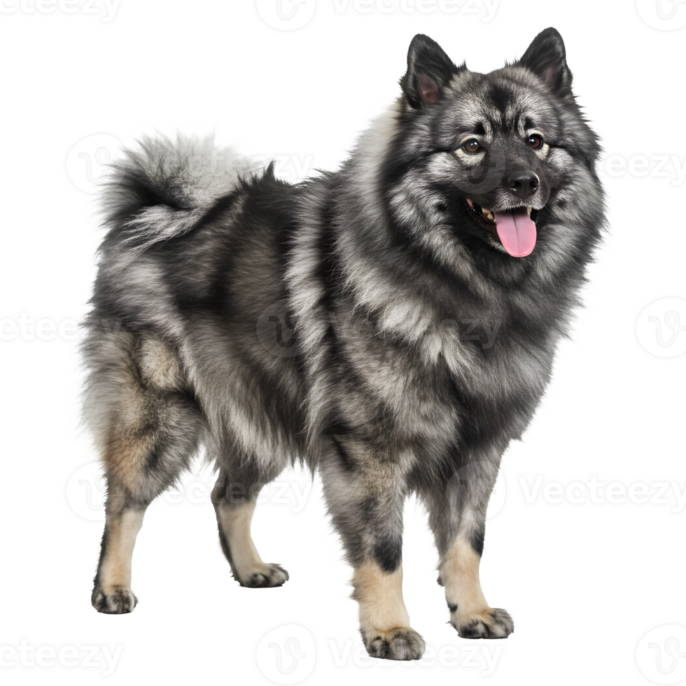 Majestic Elkhound Dog Breed Portrait, Striking Gray Fur, Fluffy Coat png