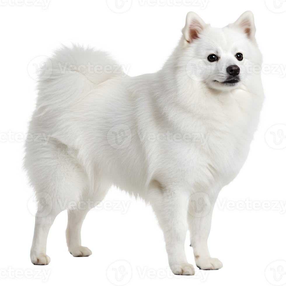 The Majestic All-White Finnish Spitz Dog Breed A Portrait of Elegance and Purity png