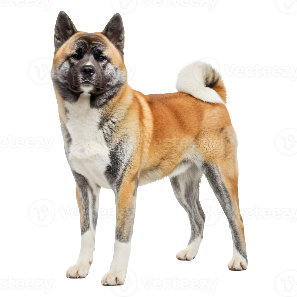 Majestic Akita Inu Dog Breed Portrait, Striking Pose and Coat png
