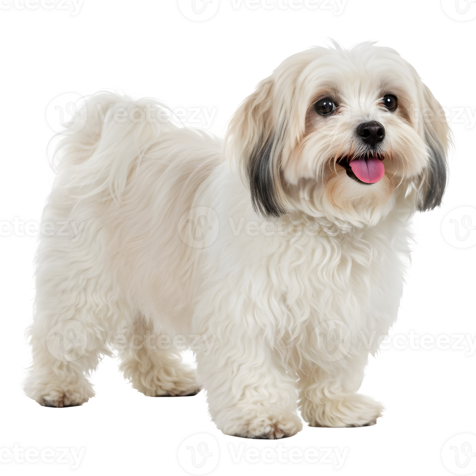 Adorable Fluffy White Lhasa Apso Mix Dog Portrait png